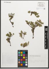 Foto von Salix retusa L.